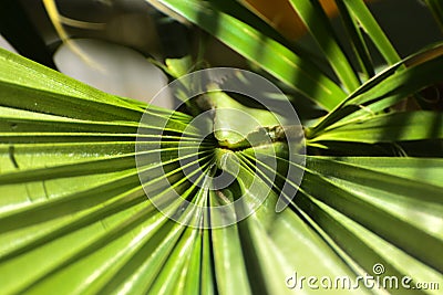Green leaves of a palm tree spiral with a white middle Stock Photo