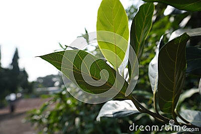 Green leaves pattern background, Natural background and wallpape Stock Photo