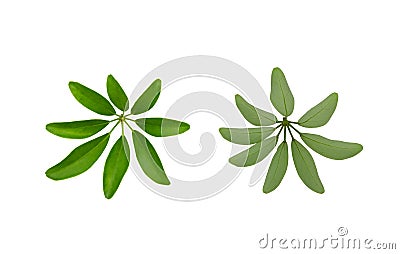 Green leaves pattern, Dwarf Umbrella Tree or Schefflera arboricola,isolated on white background Stock Photo