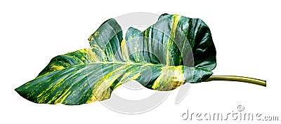 Green leaves pattern of Epipremnum aureum foliage isolated on white background,leaf exotic tropical,include clipping path,Devil`s Stock Photo