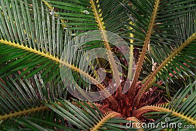 Green leaves pattern,leaf palm tree,Cycadaceae or Cycas revoluta or Japanese sago Stock Photo