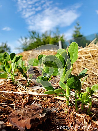 Green leaves of pea sprouts in a private backyard vegetable garden Stock Photo