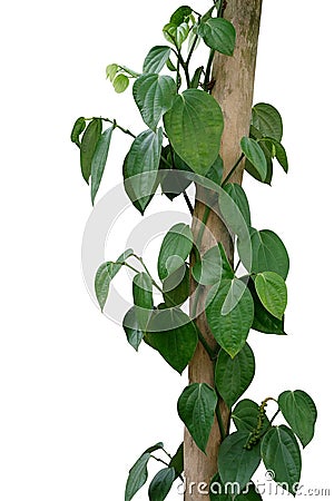 Green leaves pepper vine plant with green peppercorns climbing and twist around wooden pole or dried tree trunk isolated on white Stock Photo
