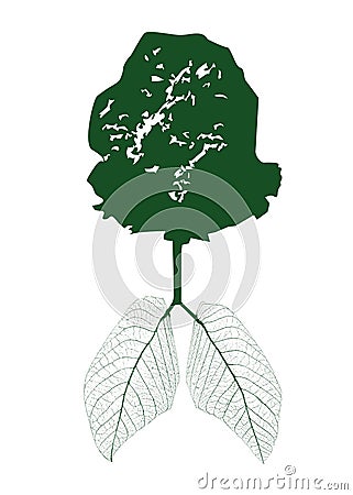 Green leaves of the photosynthesis lung Vector Illustration