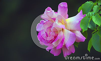 Green leaves and pink petals of a flower on a dark. Stock Photo