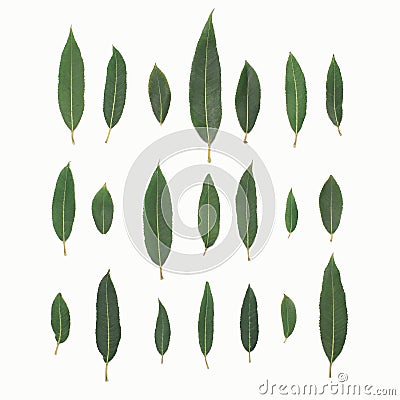 Green leaves plant willow isolated on a white background, top view Stock Photo