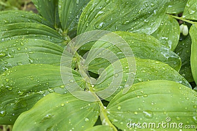 Green leaves of polygonatum commutatum flower with rain drops Stock Photo