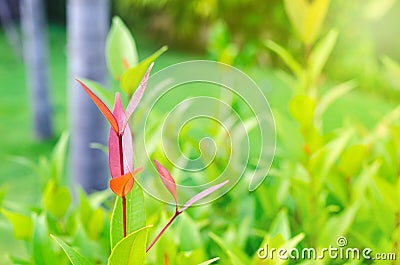 Green leaves put out leaf-buds is red Stock Photo