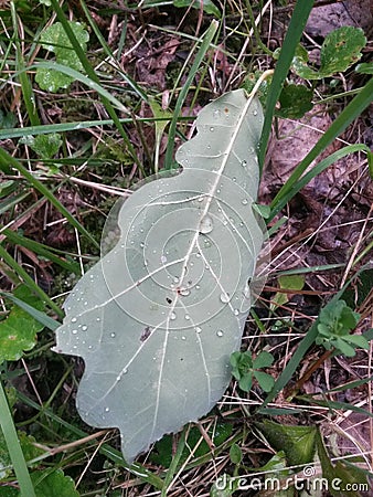 Green leaves on rainy day at summer time Stock Photo