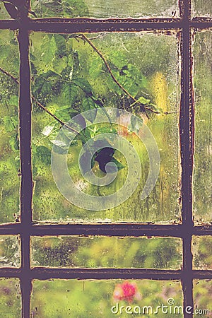 Green leaves on rainy window Stock Photo