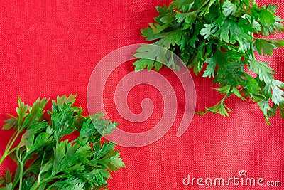 Green leaves on red background. Two fresh parsley bunches on contrast vivid fabric. Spring and summer healthy diet food concept Stock Photo