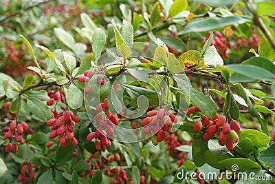 Green leaves and red berries of Berberis vulgaris Stock Photo