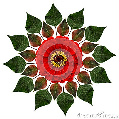 Green leaves and red flower in a circle composition Stock Photo