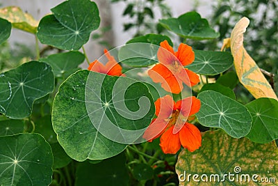 Green leaves and red flowers and round leaves Stock Photo
