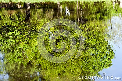 Green leaves reflecting in water Stock Photo