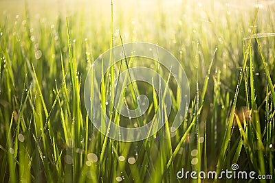 Green leaves of rice in the morning with water drop and sunlight Stock Photo