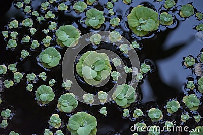 Green leaves and rosettes of water salad Stock Photo