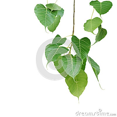 Green Leaves of Sacred Bodhi, Peepal Tree Isolated on White Background Stock Photo