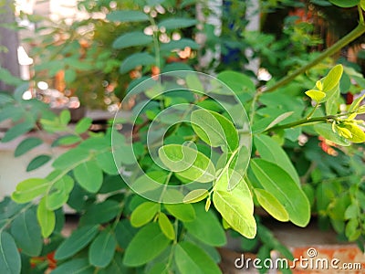 Green leaves of Sauropus adrogynus plant Stock Photo