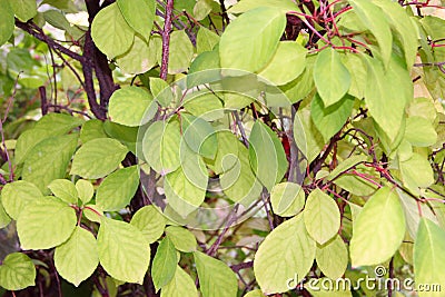 Green leaves of schisandra on branches. Schisandra thickets without fruits Stock Photo