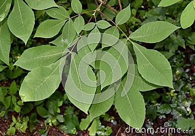 Leaves of shagbark hickory tree Stock Photo