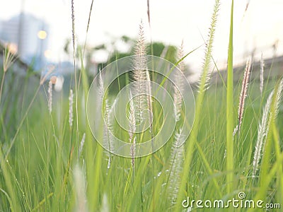 green leaves and sky clouds silver gray black Stock Photo