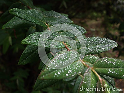 Green Leaves Spring forest Stock Photo