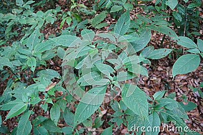 Green leaves of Strobilanthes echinata Nees in the forests of northern Thailand. Stock Photo
