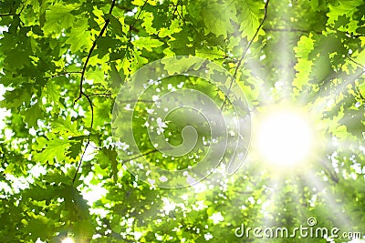 Green leaves and sun Stock Photo
