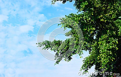 Green leaves in sunshine on blue sky background, blank text Stock Photo