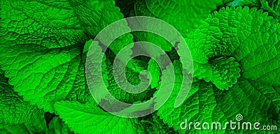 Green leaves swirl pattern, natural background Stock Photo