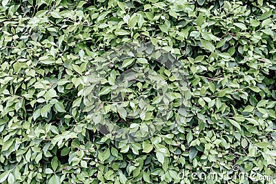 Green leaves texture, summer background. Natural green pattern. Stock Photo