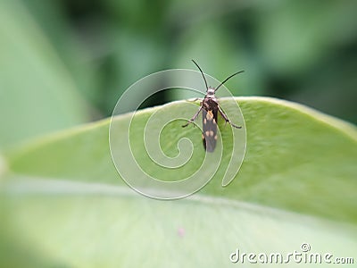 green leaves to sit Cosmet moths insect micro image in indian village home garden Stock Photo