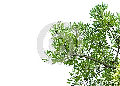 Green leaves and tree branch isolated on a white background Stock Photo