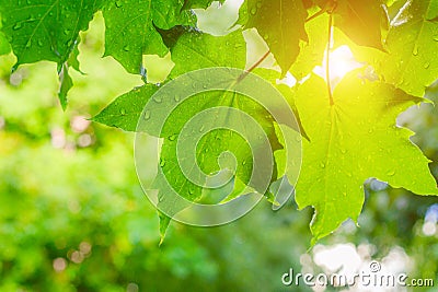 Green leaves on a tree after rain . The branch is green. Water drops on a leaf. Fresh after the rain. Background leaves green rain Stock Photo