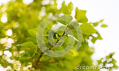 Green leaves on a tree in spring Stock Photo