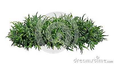 Green leaves tropical foliage plant bush of Wart fern or Monarch Stock Photo