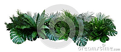 Green leaves of tropical plants bush Monstera, palm, fern, rubber plant, pine, birds nest fern floral arrangement indoors garden Stock Photo