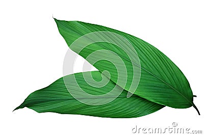 Green leaves of turmeric Curcuma longa ginger medicinal herbal Stock Photo