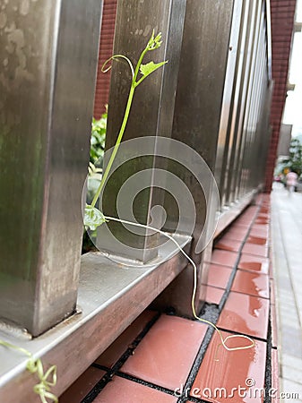 green leaves and vines climbing up growing on aluminium fence close up Stock Photo