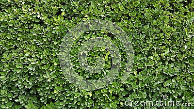 Green Wall Hedge Boxwood Stock Photo