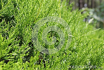 Green leaves wall texture, background green teture Stock Photo