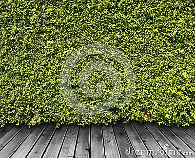 Green leaves wall Stock Photo