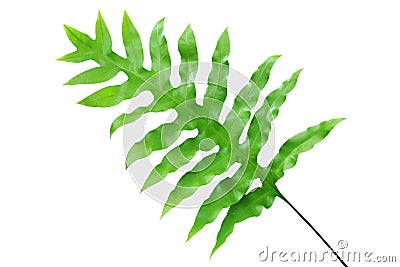 Green Leaves of Wart Fern Isolated on White Background Stock Photo