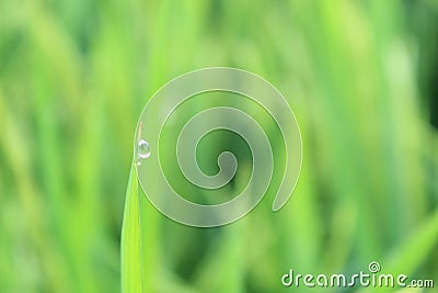 Green leaves with water drops. Green grass pattern texture background. Stock Photo