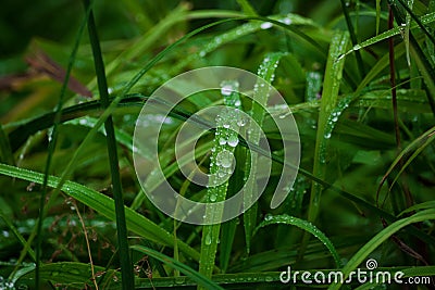 Green leaves with water drops Stock Photo