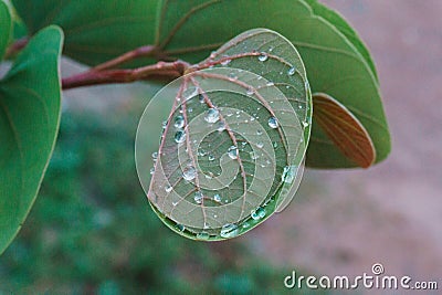 green leaves wet by the rain Stock Photo