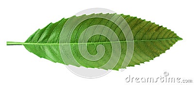 Green leaves on white background Stock Photo