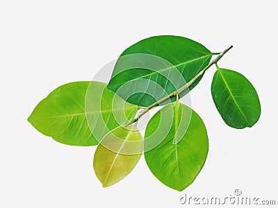 Green leaves on a white background Stock Photo