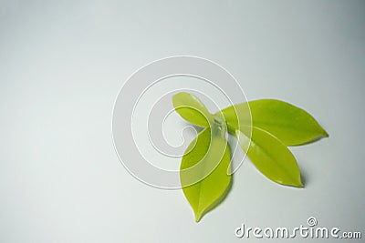 Green leaves Stock Photo